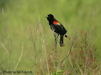Red-winged Blackbird May 07 Field Trip 057 
